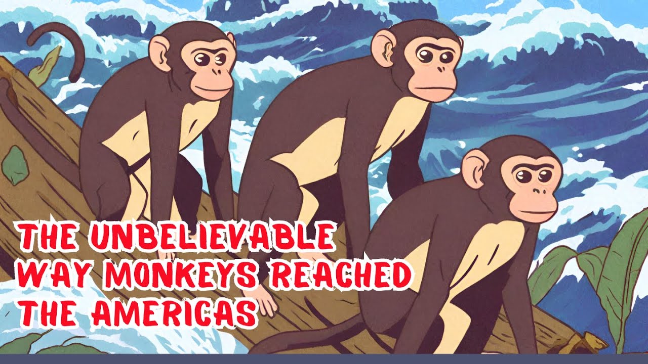 How Monkey reached America's? 
